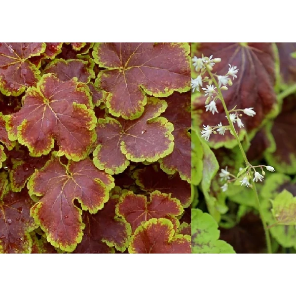 Heucherella Solar Eclipse / Turbáncső tűzeső Cs15