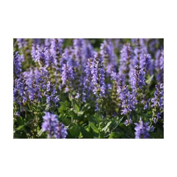 Salvia nemorosa Heaven in Blue  Ligeti zsálya kék virágú CS14