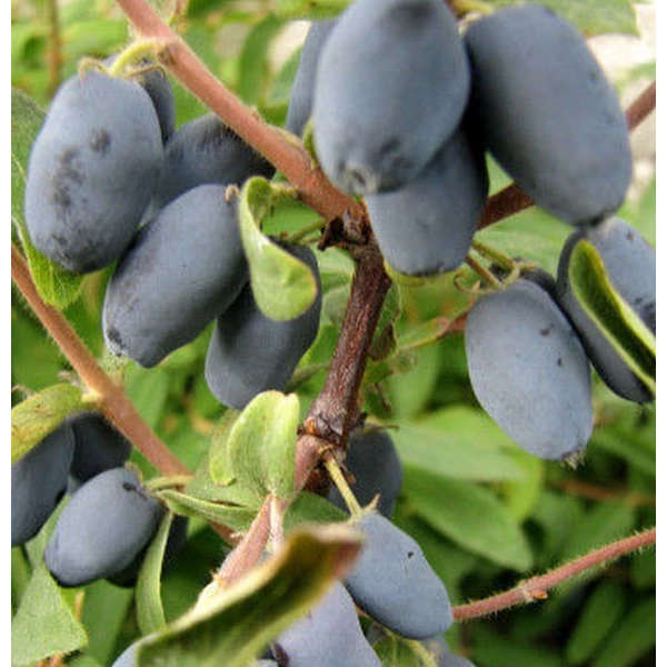 Lonicera kamtsc. - Kamcsatkai mézbogyó  K2 30/40
