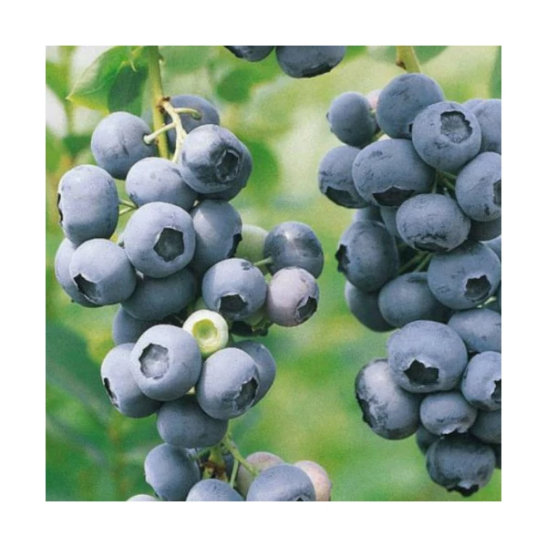 Vaccinium corymbosum 'Goldtraube' - Óriás termésű kék áfonya K2 30/50