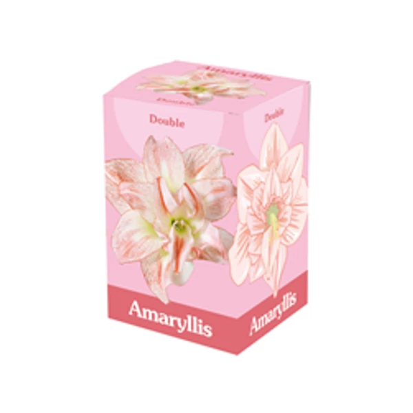 Jub Holland Amaryllis virághagyma 1-db Double Pink White dobozban Jub Holland Amaryllis virághagyma 1-db Double Pink White dobozban
