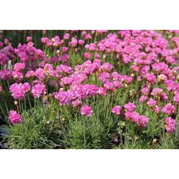 Armeria maritima Düsseldorf Stolz -  pázsitszegfű Cs14