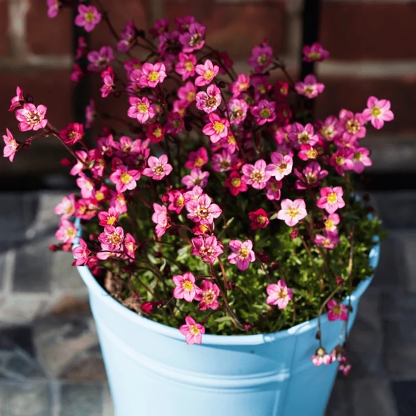 Saxifraga arendsii Standsfieldii Kőtörőfű  CS9