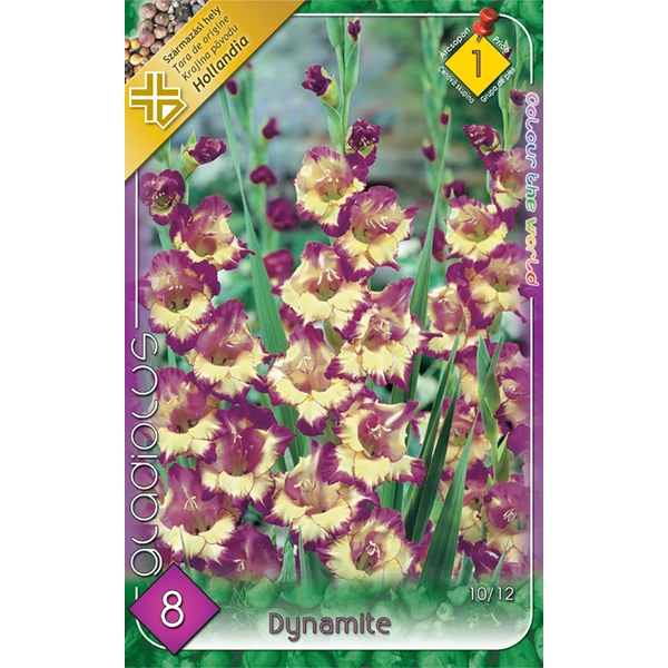 Kardvirág Gladiolus Dynamite 8db/cs