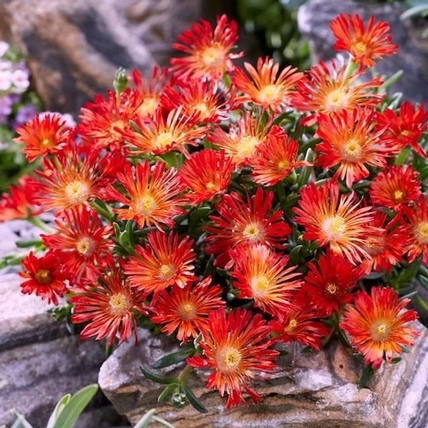 Delosperma Red Mountain - Kristályvirág CS14