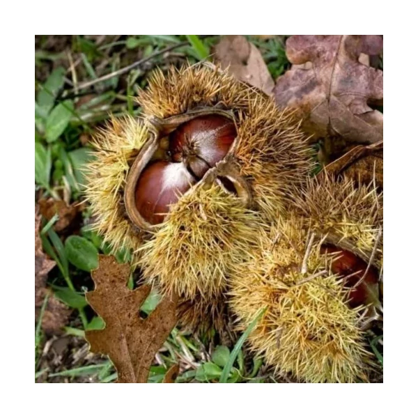 Castanea sativa 'Bouchle de Betizac' - Szelídgesztenye K7,5 150/200