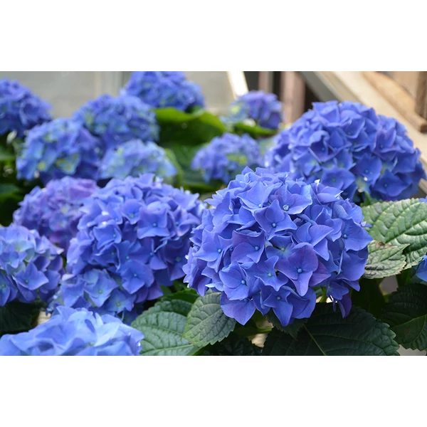 Hydrangea macrophylla early blue- Hortenzia Cs13/35cm