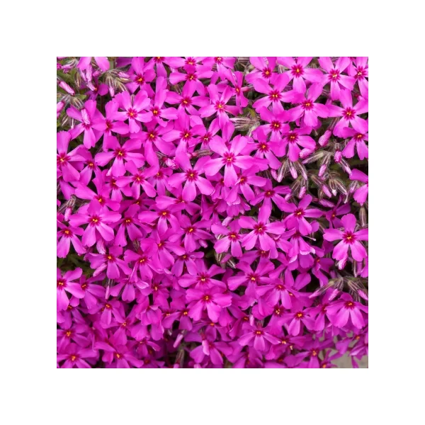 Phlox subulata Early Spring Scarlet mix- Árlevelű lángvirág D17