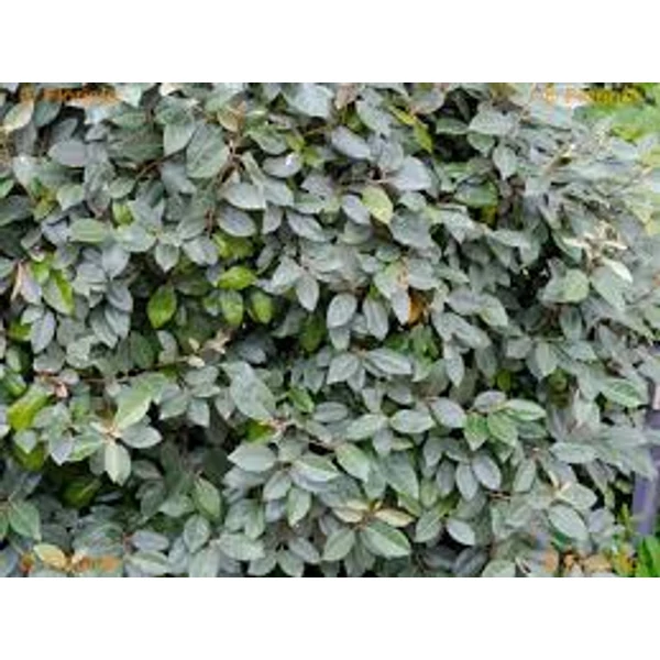 Elaeagnus x ebbingei 'Compacta' - Széleslevelű ezüstfa CLT 35 TR 150 1/2 Fusto spalliera 120x120 