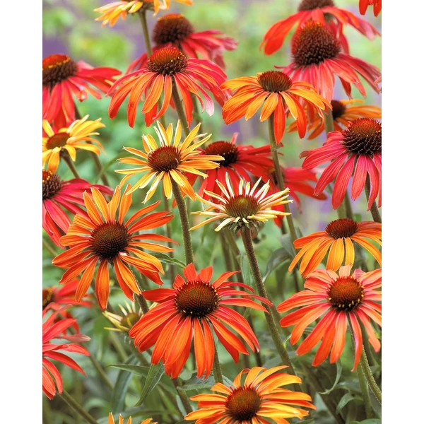 Echinacea 'Hot Summer' - Kasvirág Cs14
