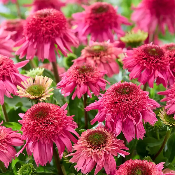 Echinacea Delicious Strawberry - Bíbor kasvirág Cs14