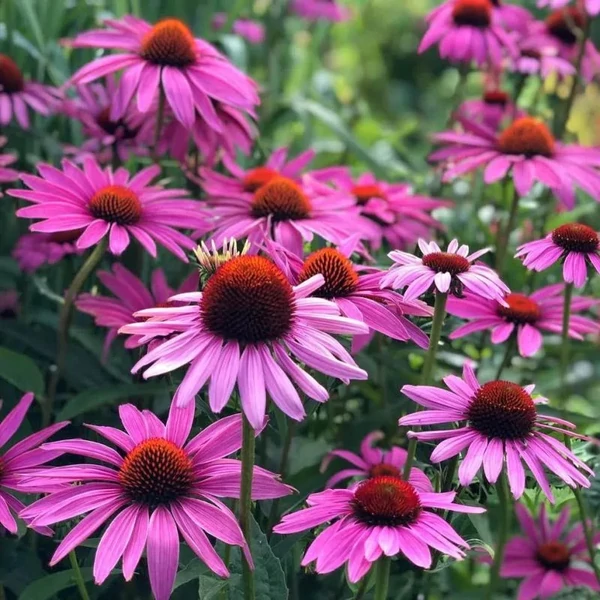 Echinacea purpurea 'Rubinstern' - Kasvirág cs9