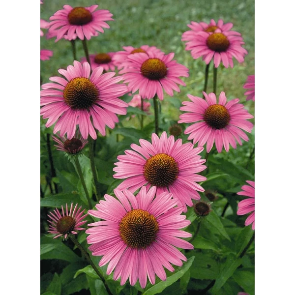 Echinacea purpurea Prairie Splendor Deep Rose - Kasvirág cs9