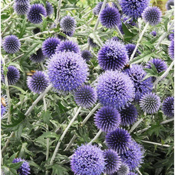 Echinops ritro Veitch's Blue - Szamárkenyér CS14
