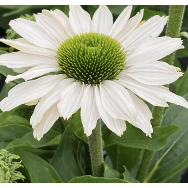 Echinacea SunSeekers White Beauty - Kasvirág CS14