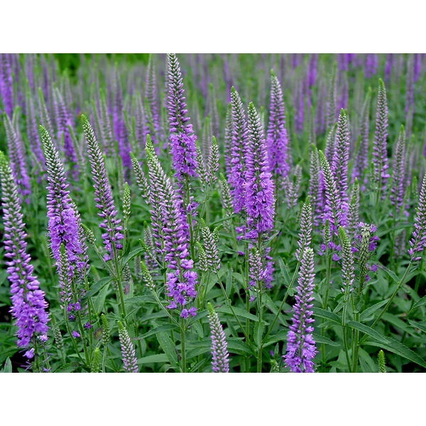 Veronica longifolia Evelin - Veronika CS14