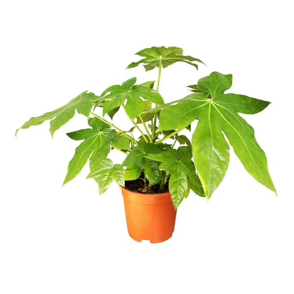Fatsia japonica – Szobaarália C9 100/125