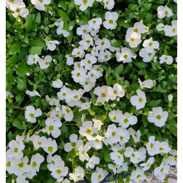 Aubrieta cuotoorum Regado White Pázsitviola  CS9