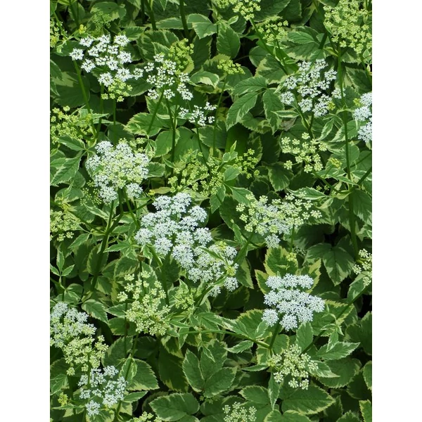 Aegopodium podagraria Variegatum Podagrafű CS9