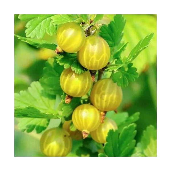 Ribes uva-crispa Hinnomäki green/grün -  Egres, köszméte zöld K2 30/40