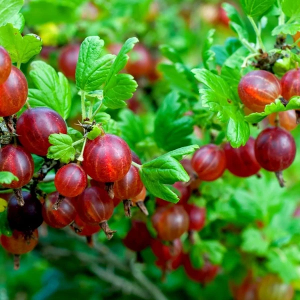 Ribes uva-crispa Hinnomaki red/rot -  Egres, köszméte piros K2 30/50