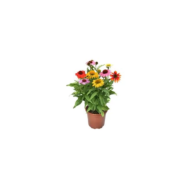 Echinacea Prairie Blaze mix - Kasvirág EXTRA mix Cs19