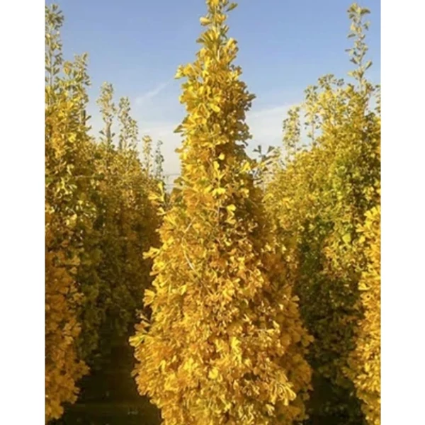 Ginkgo biloba 'Eiffel' – Páfrányfenyő K20 3xi 150/200