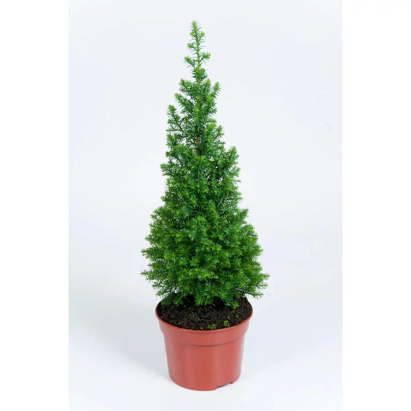 Chamaecyparis thyoides 'Top Point' - Mocsári hamisciprus 13 l
