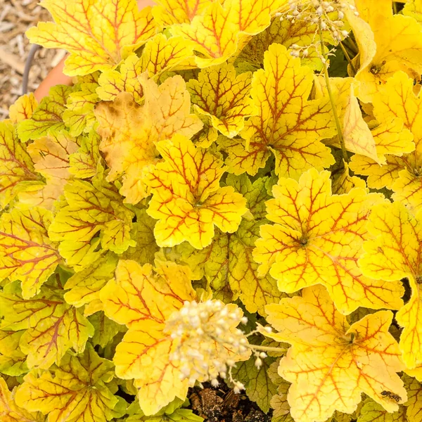 Heuchera Electra - Tűzeső Cs14