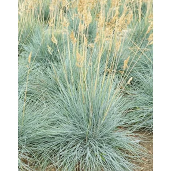 Festuca glauca Elijah Blue- kék deres csenkesz CS9