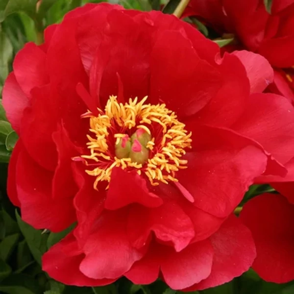 Paeonia hybrid 'Joyce Ellen' – Hibrid bazsarózsa K3L