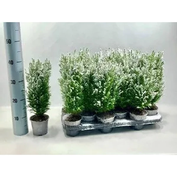 Chamaecyparis lawsoniana 'Ellwoodii' - Oszlopos oregoni hamisciprus CS6