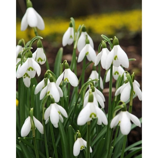 Jub Galanthus elwesii  - Pompás hóvirág 10 db/cs