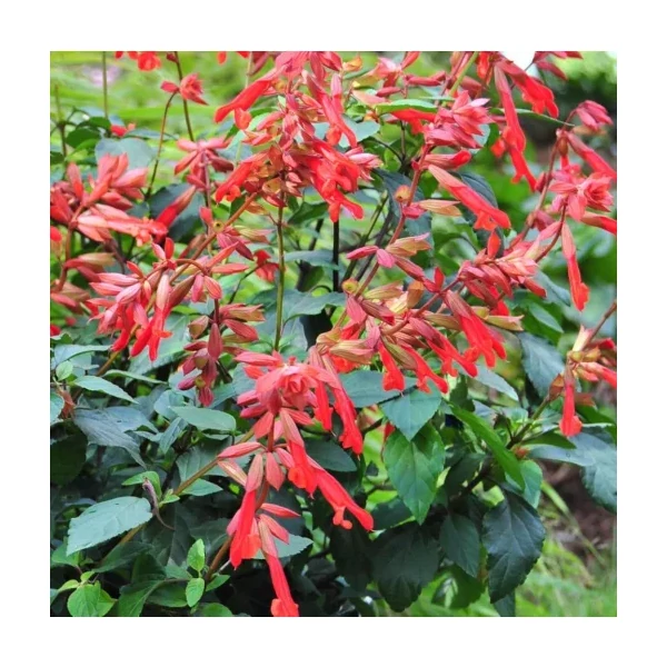 Salvia 'Ember's Wish'- Zsálya K2
