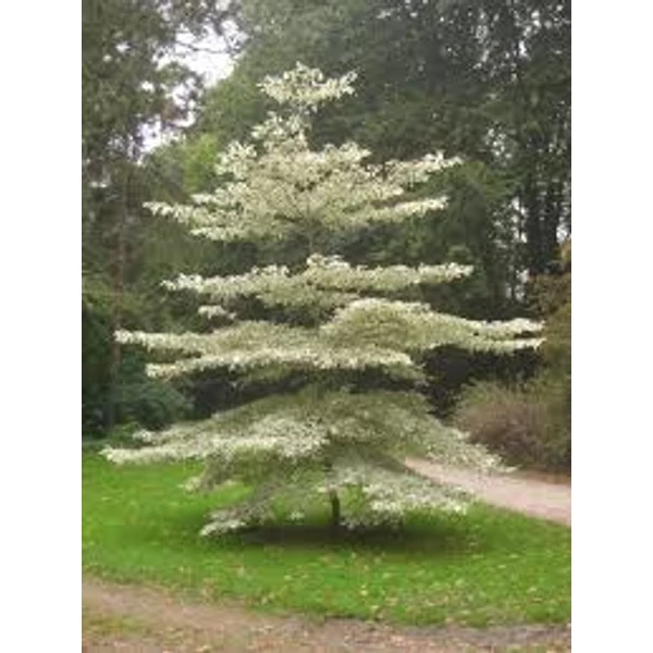 Cornus controversa - Emeletes som Fl 150/175