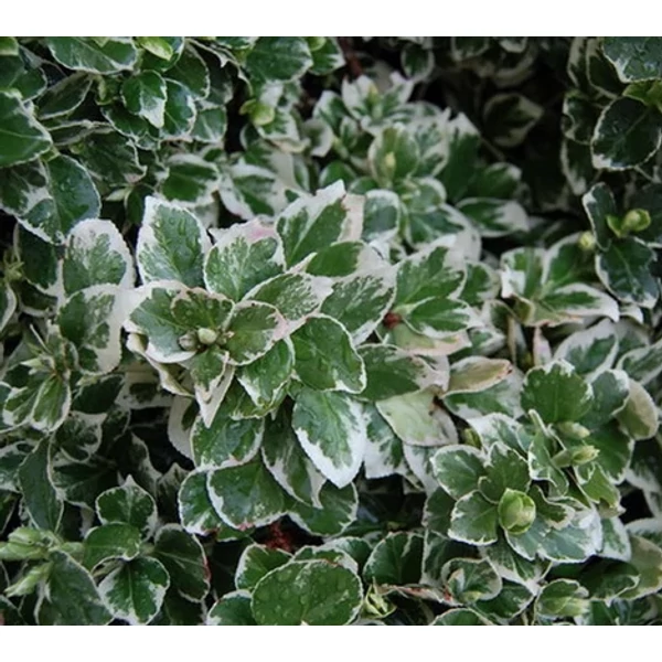 Euonymus fortunei Gaiety Fehér-tarka kecskerágó K 1 20-40