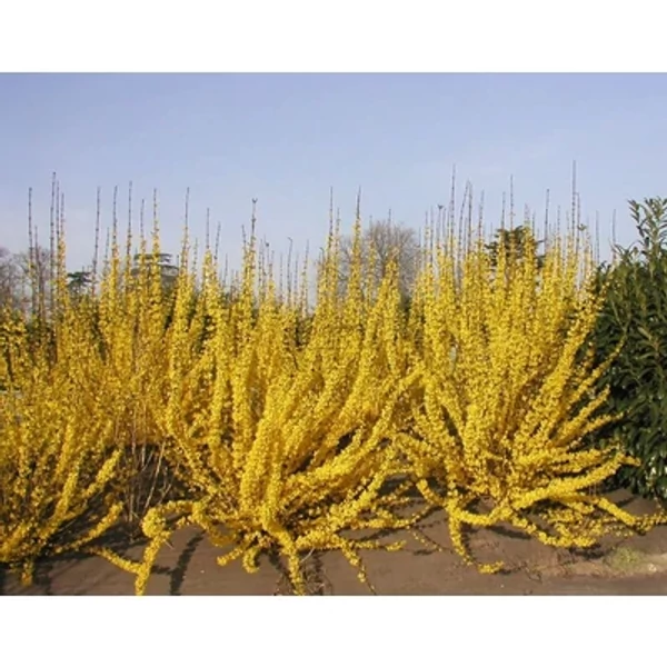 Forsythia x intermedia 'Week-End' - Aranycserje/aranyfa K 5L 60/80