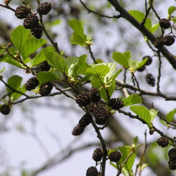 Alnus glutinosa - Enyves éger K35 12/14