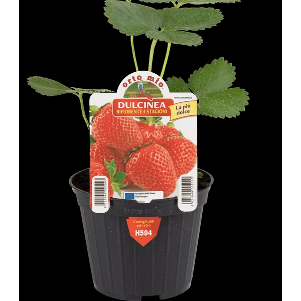 Palánta Prémium folytontermő eper Dulcinea CS10/11