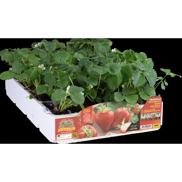 Palánta Eper folytontermő PAKK Mara des Bois 4db/pakk SK