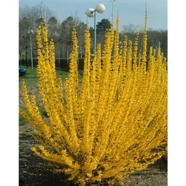 Forsythia x intermedia 'Lynwood' - Kerti Aranycserje K 60/80
