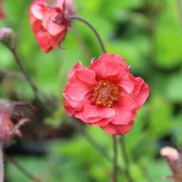 Geum ‘Leonard’s Variety’ – gyömbérgyökér Cs14