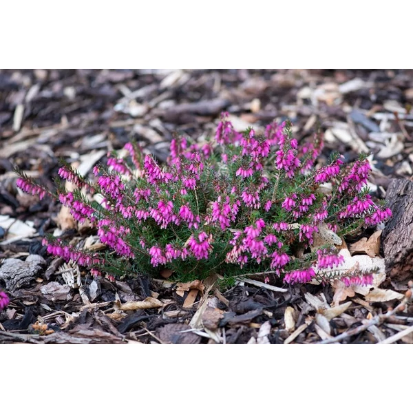 Erica carnea 'Tanja'- Erika