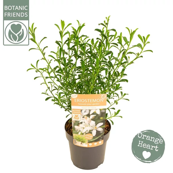 Eriostemon myoporoides ‘Flower Girl White’ – Ausztrál viaszvirág