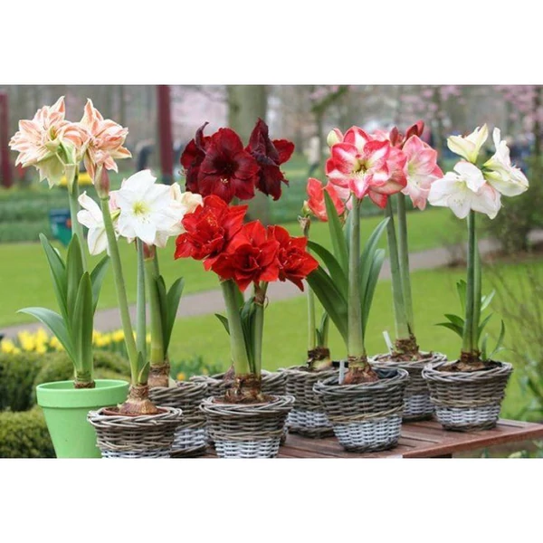 Hippeastrum- Amarillis Extra