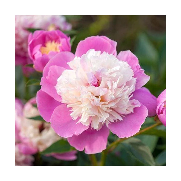 Paeonia lactiflora ‘Bowl of Beauty’ – lágyszárú bazsarózsa K3l