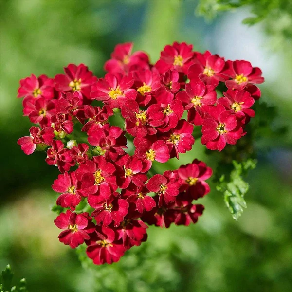 Achillea millefolium Desert Eve red - Cickafark CS14