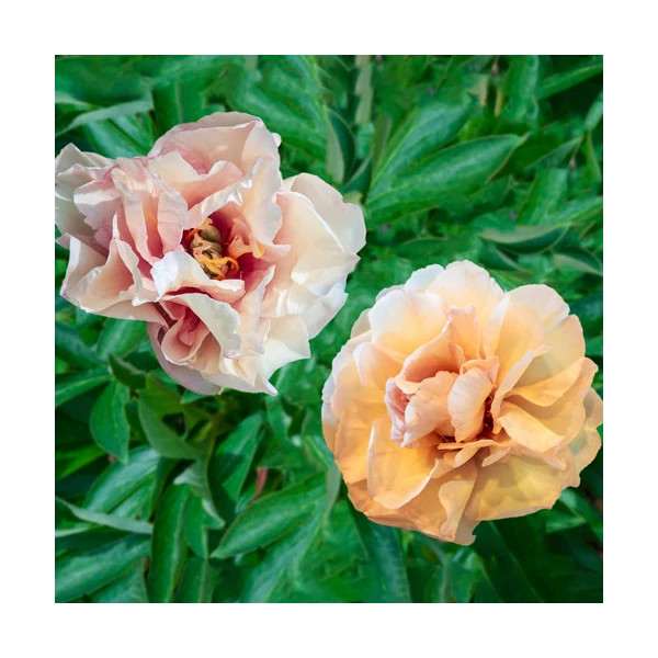 Paeonia Itoh Canary Brilliant - Itoh  bazsarózsa K5L