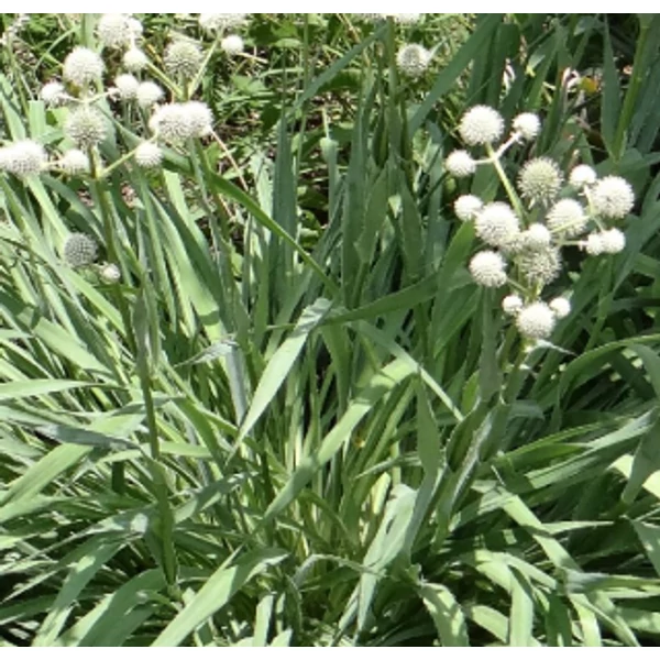 Eryngium yuccifolium – Pálmaliliom levelű iringó CS14