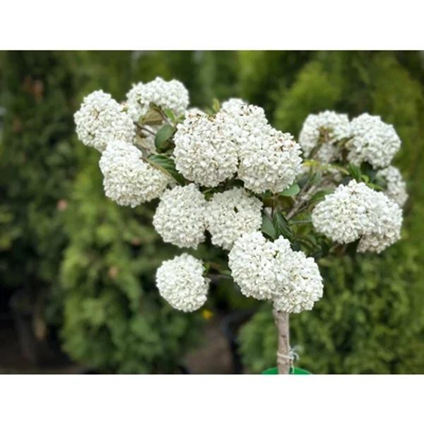 Viburnum 'Eskimo' - Magas törzsű hólabda bangita K3 T50